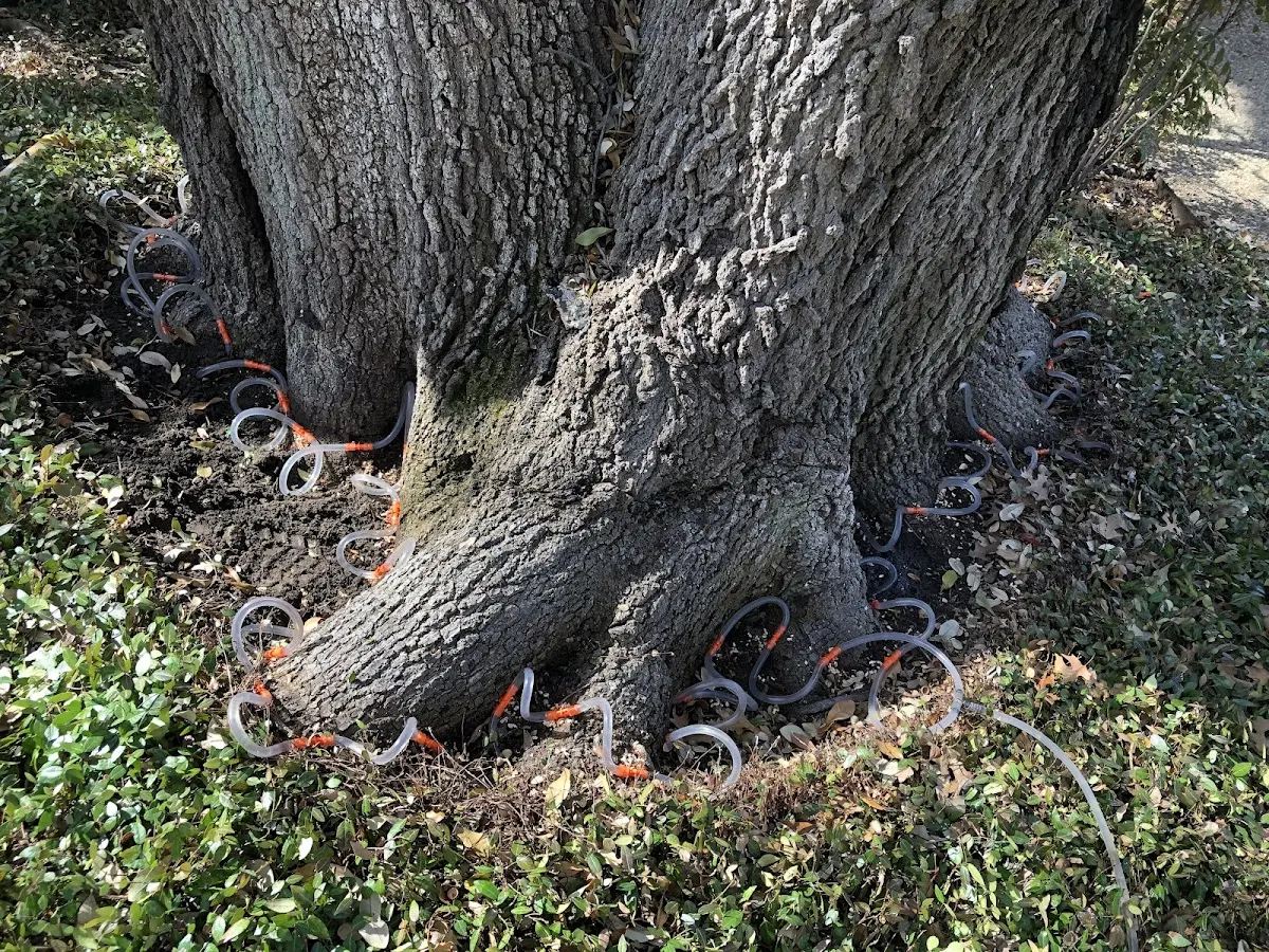 Detailed Tree Cabling and Bracing job site in Belchertown