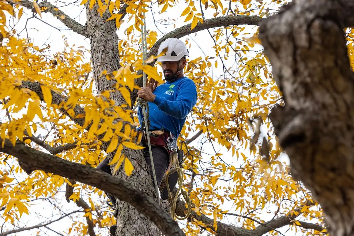 Skilled Tree Trimming crew working in Belchertown